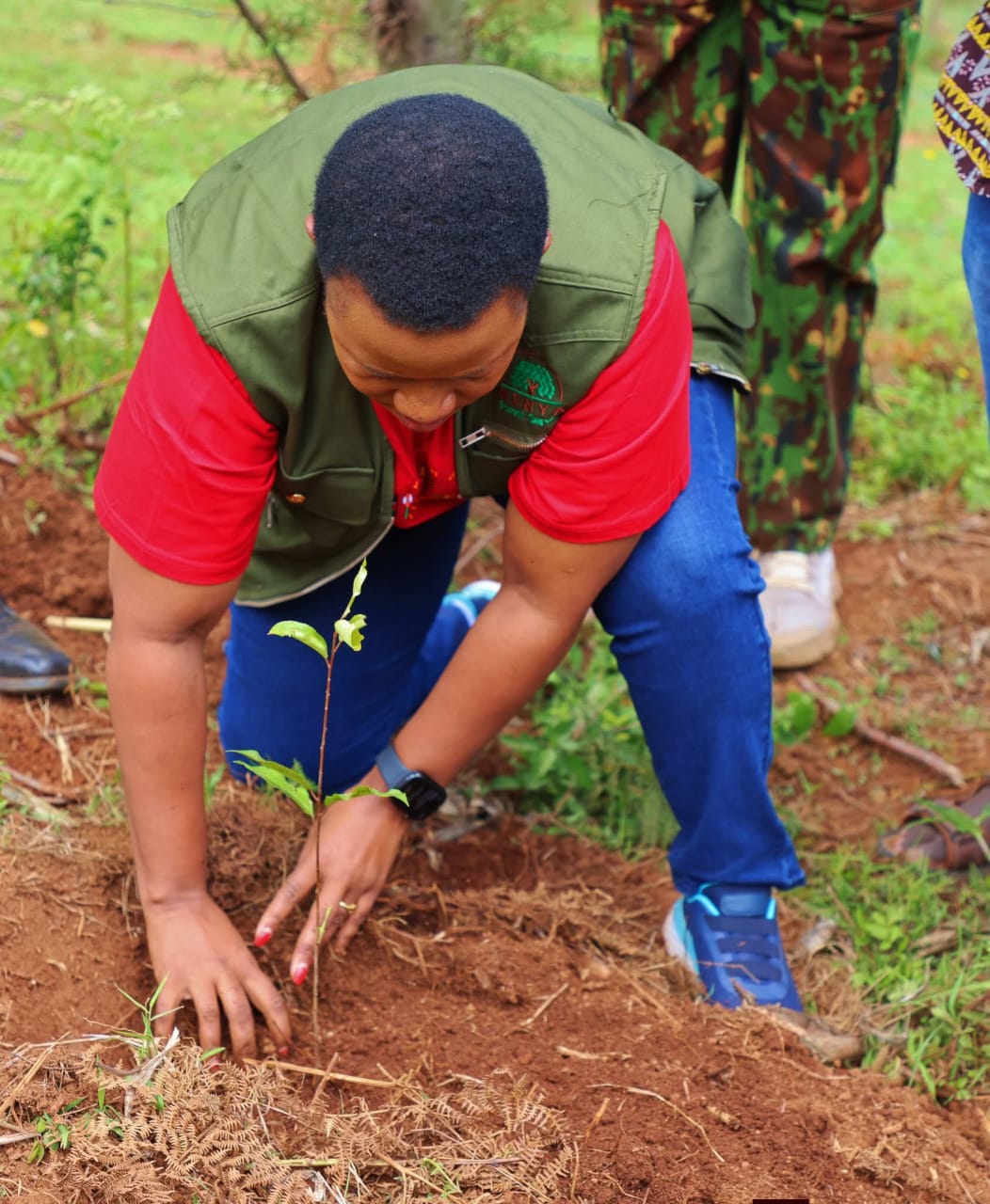 PS Dr Aurelia Rono plants a tree to mark Mazingira Day at Chemaner Primary School in Bomet east. Photo/Kimagata Marinday