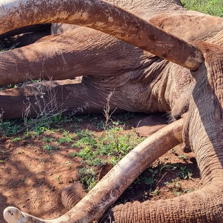 Lifeless Craig after it was discovered by KWS ending a era of an iconic elephant that strode the Amboseli Park for 72 years
