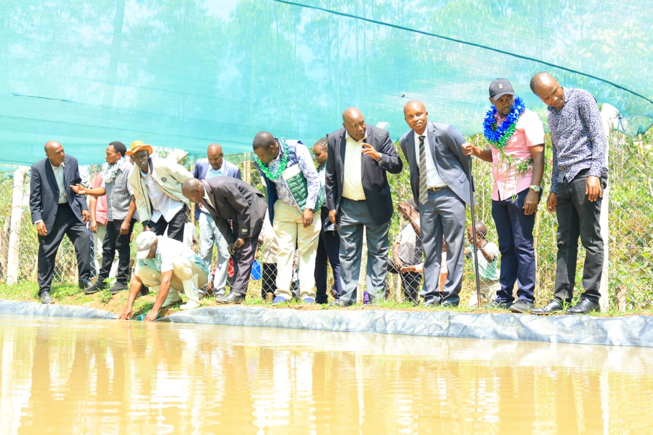 Kalro Olchororo branch is taksed with the supply of fingerlingers for the wold bank funded program which will see 25 groups supported to set up ponds. Photo/Kimagata Marindany