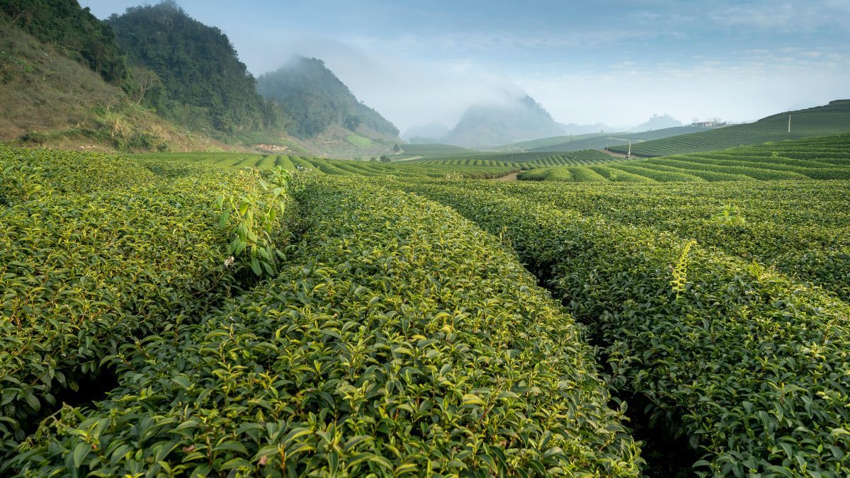 A tea plantation. Image used to illustrate the story.PHOTO/Pexels